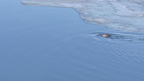 Seal-Swimming-in-Beautiful-Glacial-Lagoon-in-Iceland-with-Blue-Sky