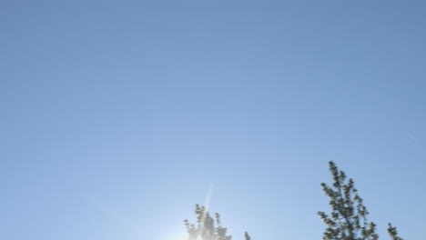 Douglas-Firs-pass-by-with-the-sun-shining-in-POV-back-seat-of-a-car-driving-through-Lake-Tahoe