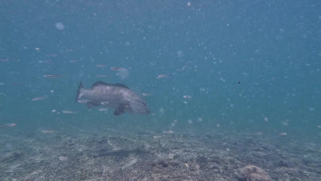Close-up encounter with a majestic green sea turtle gliding through shallow, sunlit reef waters, surrounded by a school of small silver bait fish and guasinuco snapper