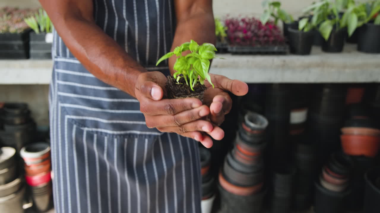 Hands holding young basil plant in nursery, nurturing growth and sustainability, in greenhouse