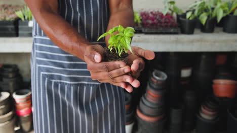 hands holding young basil plant in nursery, nurturing growth and sustainability, in greenhouse