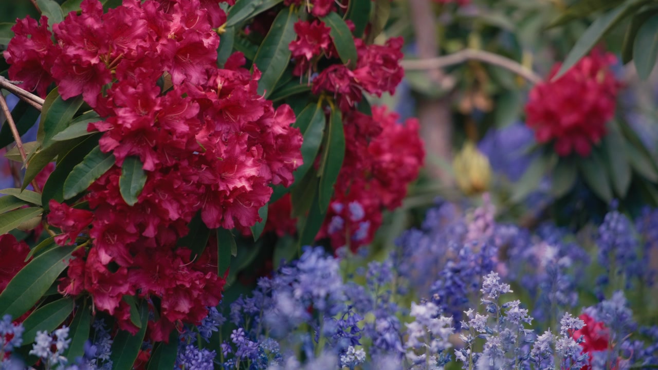 Red and purple flowers blooming in a public garden