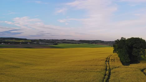 campo dorado de flores de colza florecientes, panorama aéreo