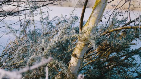 zoom frozen lake in thetford nunnery bird habitat in england, uk