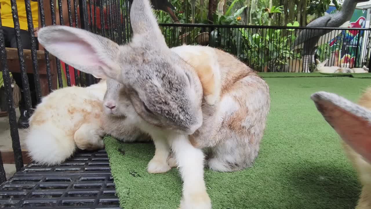 動物園でウサギを整えています