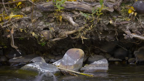 american dipper bird walking on rocks by shallow river, suddenly flies towards camera. static shot