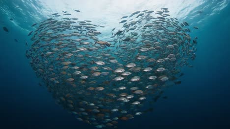 a captivating underwater display as schools of fish form a heart shape, showcasing the beauty of marine life and ecosystem harmony