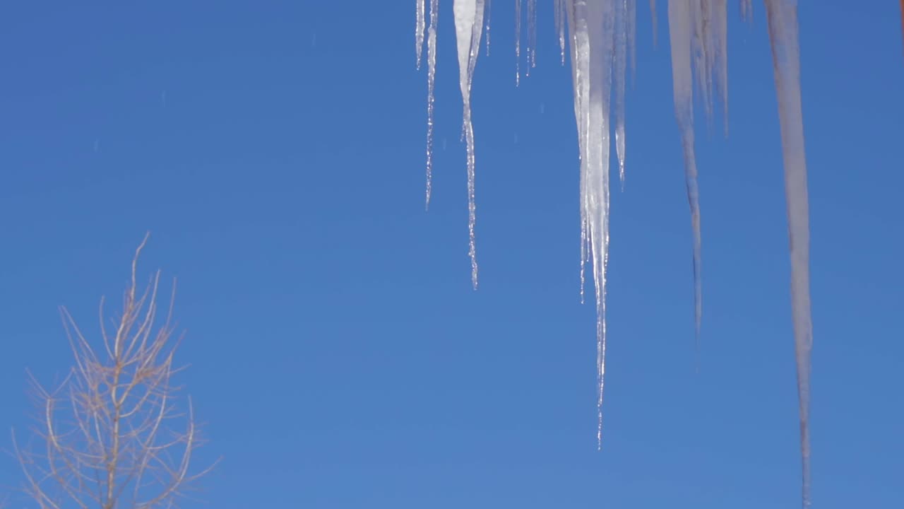 맑고 푸른 하늘과 하얀 나무를 배경으로 고드름이 떨어지고 녹고 있다