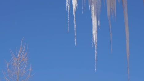 icicles driping and melting with clear blue sky and white tree in the background