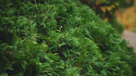 vista panorámica de la vegetación exuberante, mostrando plantas vibrantes y saludables, captura la belleza de la naturaleza con un rico follaje, ofreciendo un entorno pacífico y sereno, perfecto para los amantes de la naturaleza