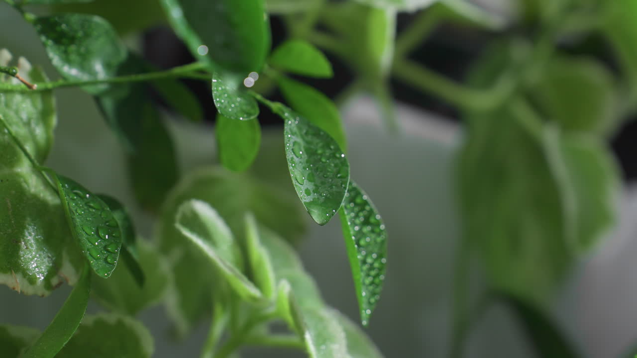 Close up vibrant green foliage covered in glistening water droplets with soft blurred indoor background capturing fresh moisture on varied leaf textures for botanical hydration and natural ambiance