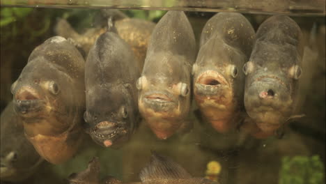 Peces-Paraná-Juntos-En-Un-Cardumen-En-El-Acuario-Gigante