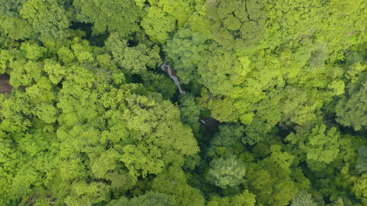 drone captura la vista aérea de un árbol verde y exuberante en la ciudad de guatemala