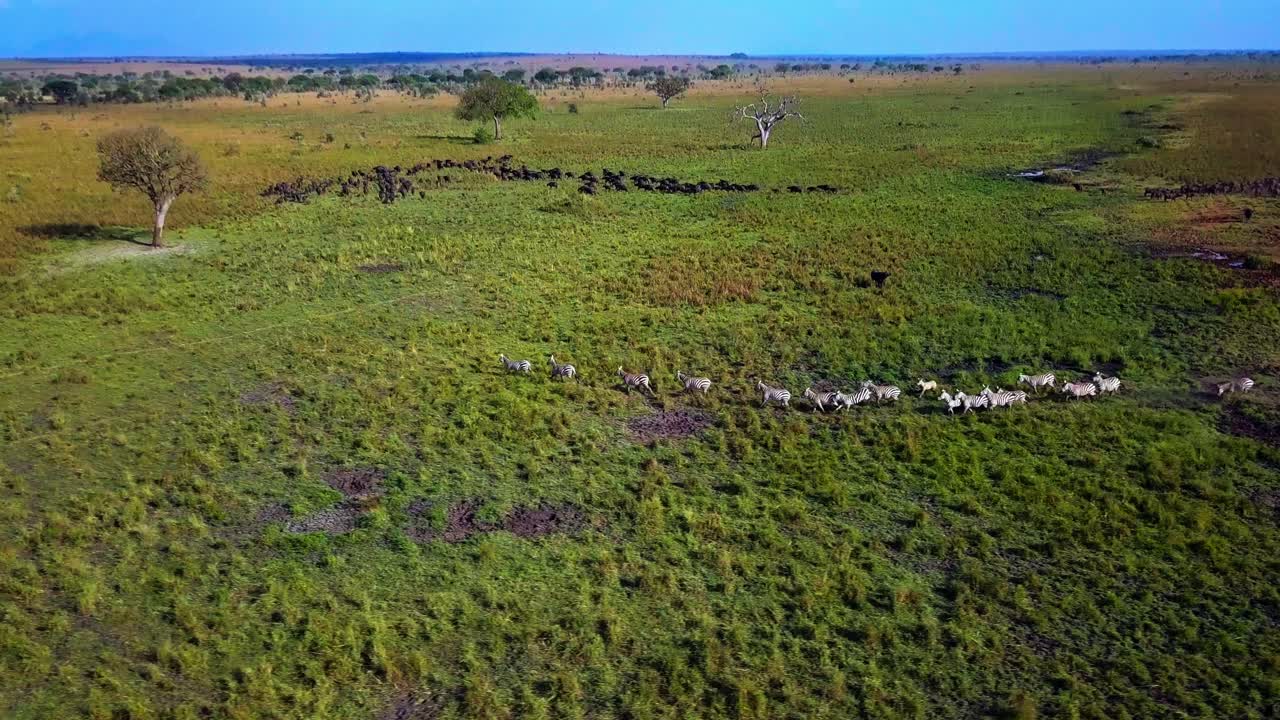Aerial view capturing a herd of african buffalos and plain zebras running through thegrasslands of Kidepo National Park in Uganda, showcasing the vibrant wildlife and natural beauty of the region