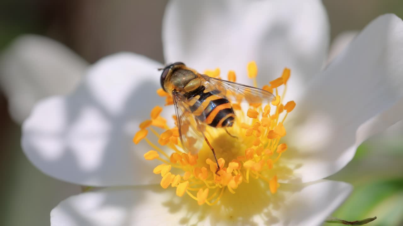 호버플라이, 꽃 플라이 또는 시르피드 플라이, 곤충 가족 시르피디. 그들은 위험한 곤충  ⁇ 벌과  ⁇ 벌로 위장합니다. 많은 종의 성인은 주로 꽃의  ⁇ 과 꽃가루를 먹습니다.