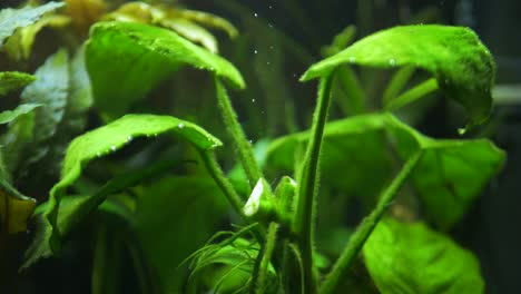 new sprout of anubias plant giving oxygen to the water in the fish tank