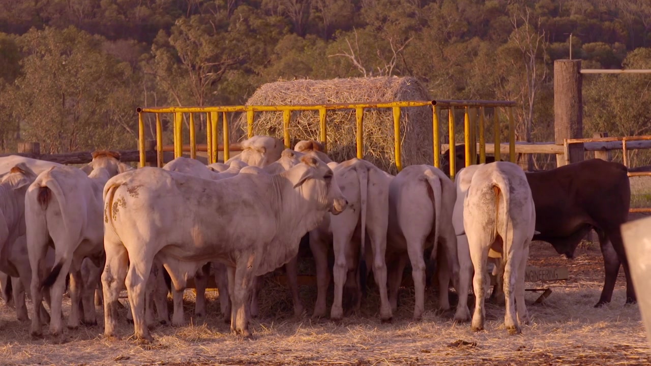 Mucca al pascolo nel Queensland occidentale alla luce del pomeriggio