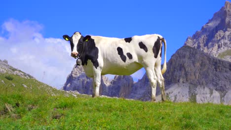 a black and white cow wearing a cowbell looks toward camera, standing in an alpine mountain meadow in the dolomites, italy