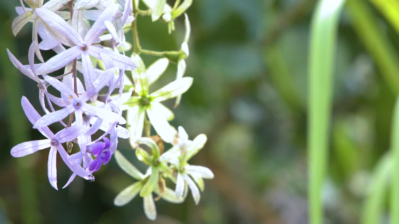 Nærbillede af lilla kransvinblomster, der svajer blidt mod en sløret grøn havebaggrund
