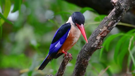 the black-capped kingfisher has a candy-like red bill and a black cap which is found in thailand and other countries in asia