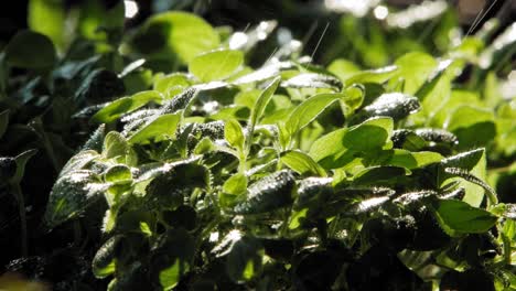 close up of rain falling on oregano plant in garden, lit by sun from behind