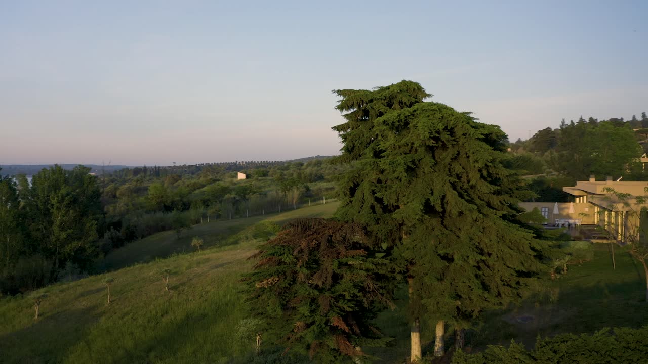 una hermosa palmera rodeada de sol, en alentejo, portugal