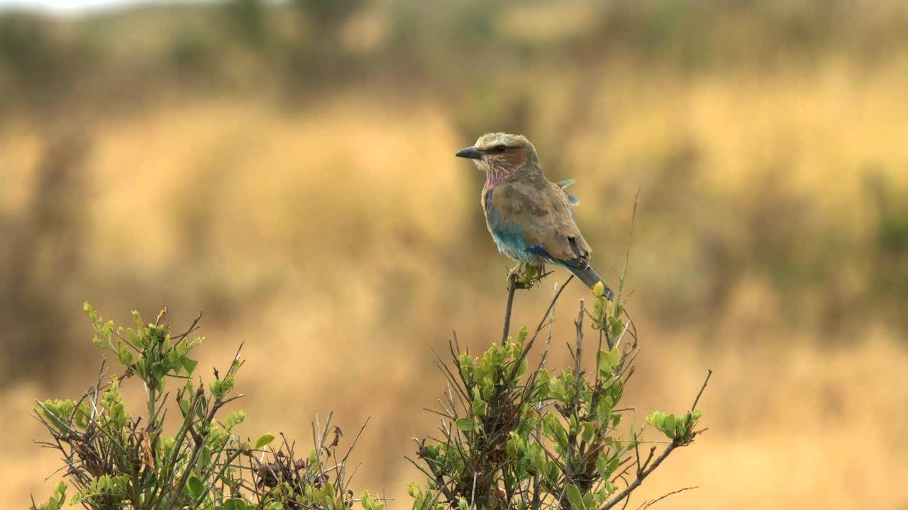 roller de pecho lila posado en un arbusto en amboseli, kenia
