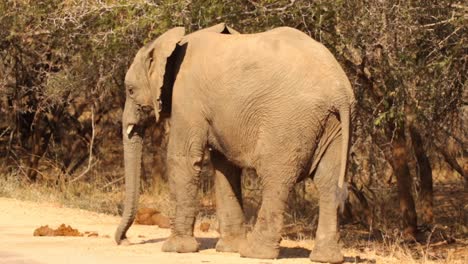 footage of a young bull african elephant being playful in a national park in south africa