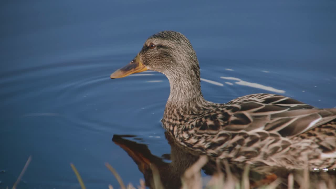 Anatra selvatica in cerca di cibo.