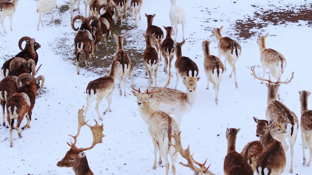 Mixed herd of deer and rams walks calmly through snow-covered field in winter