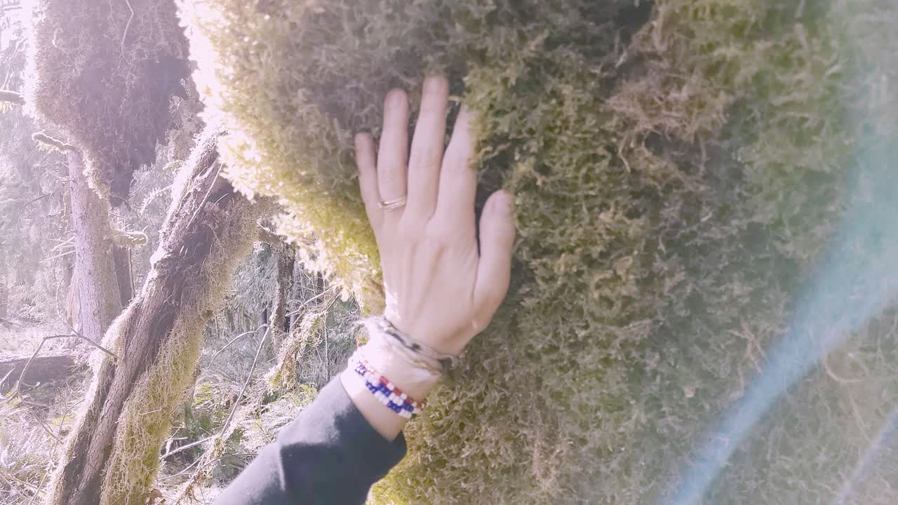 Shaman woman rubbing her hands down the side of a moss covered maple tree in the rainforest, lens flare