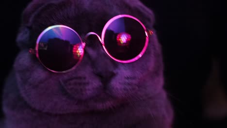 portrait of a scottish cat in sunglasses the cat is dancing at the party portrait of a scottish cat in sunglasses the cat is dancing at the party