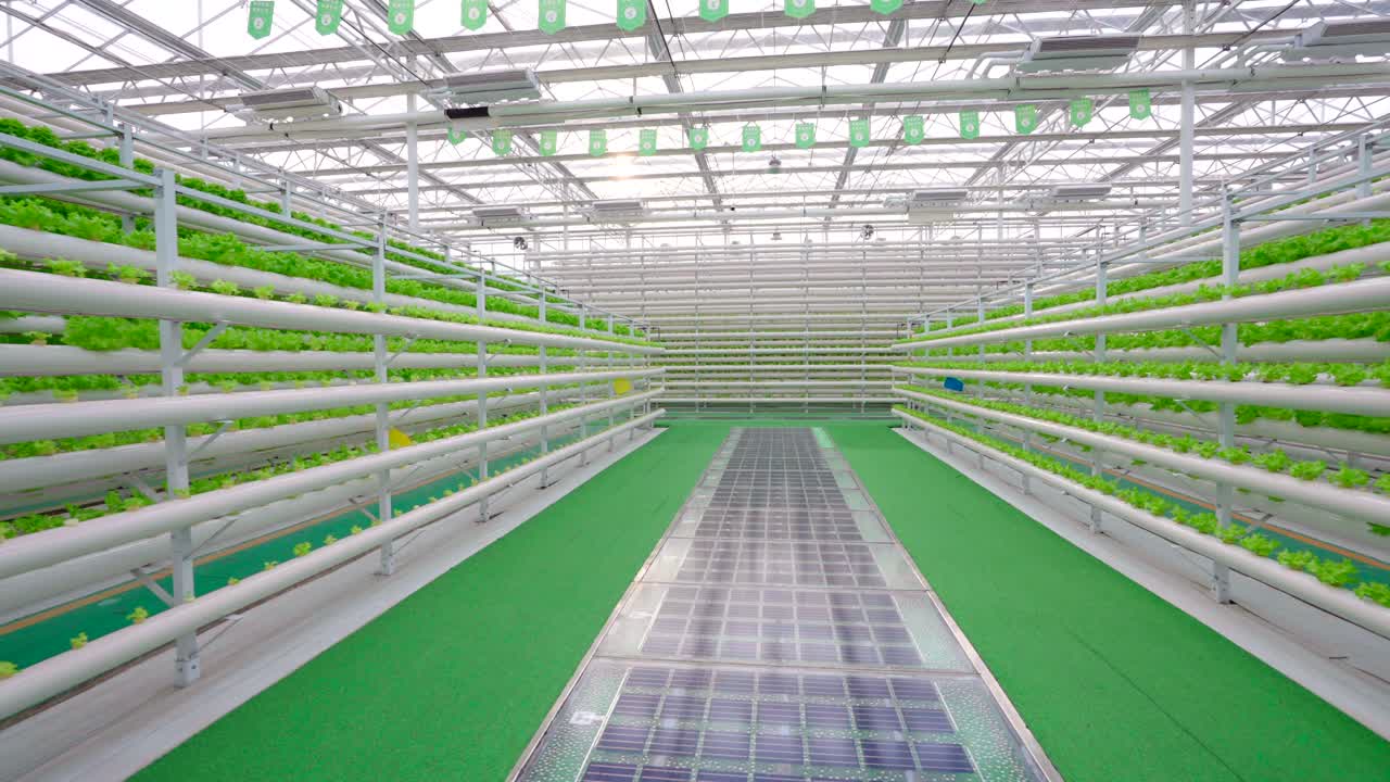 Soilless cultivation，Lettuce planting，Science and technology agriculture，Greenhouse
