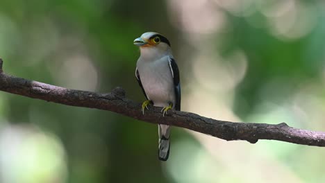 silver-breasted broadbill, serilophus lunatus, kaeng krachan national park, thailand, a male individual with food in the mouth ready to deliver to the nest as perched on a branch