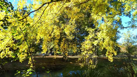 branch of beautiful golden leaves droops towards river in early morning - hagley park, christchurch
