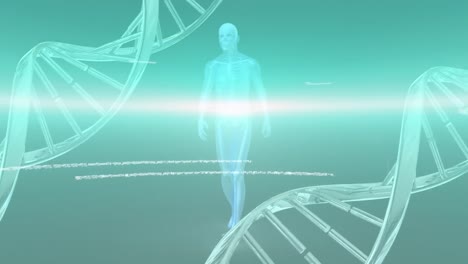 Animation-of-blue-light-trail-over-spinning-dna-structure,-data-processing-and-human-body-model