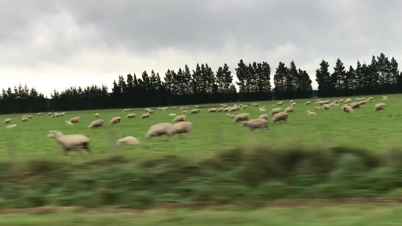Pecore sulla strada in Nuova Zelanda durante un viaggio in auto