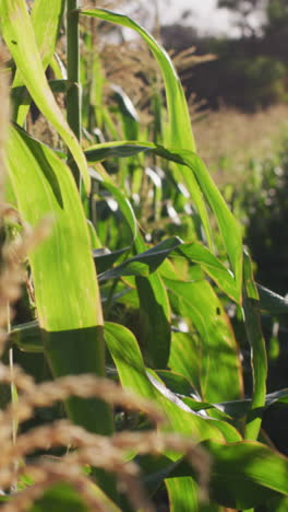 video of eco farm with corns and vegetables on sunny day