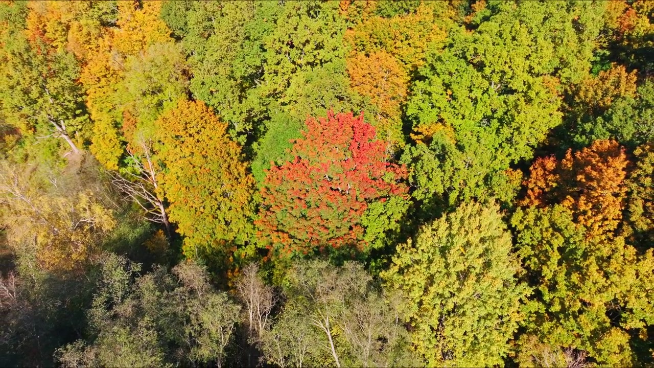 Heller Flugaufstieg enthüllt leuchtende Herbstbaumkronen und eine saisonale Waldmosaikansicht