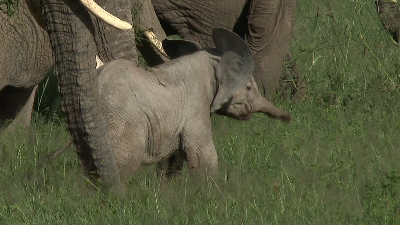 높은 풀밭에서 먹이를 찾는 가족 사이의 아프리카 코끼리 작은 송아지, amboseli n