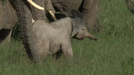 african elephant tiny calf between family foraging in high grass, amboseli n