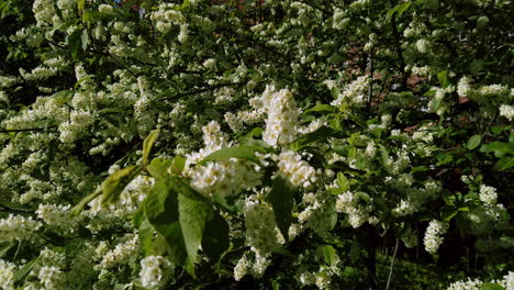 Schersmin-Philadelphus-Oder-Grüner-Turmbaum-Im-Frühling