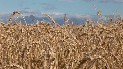 wheat fields on the southern cape coast