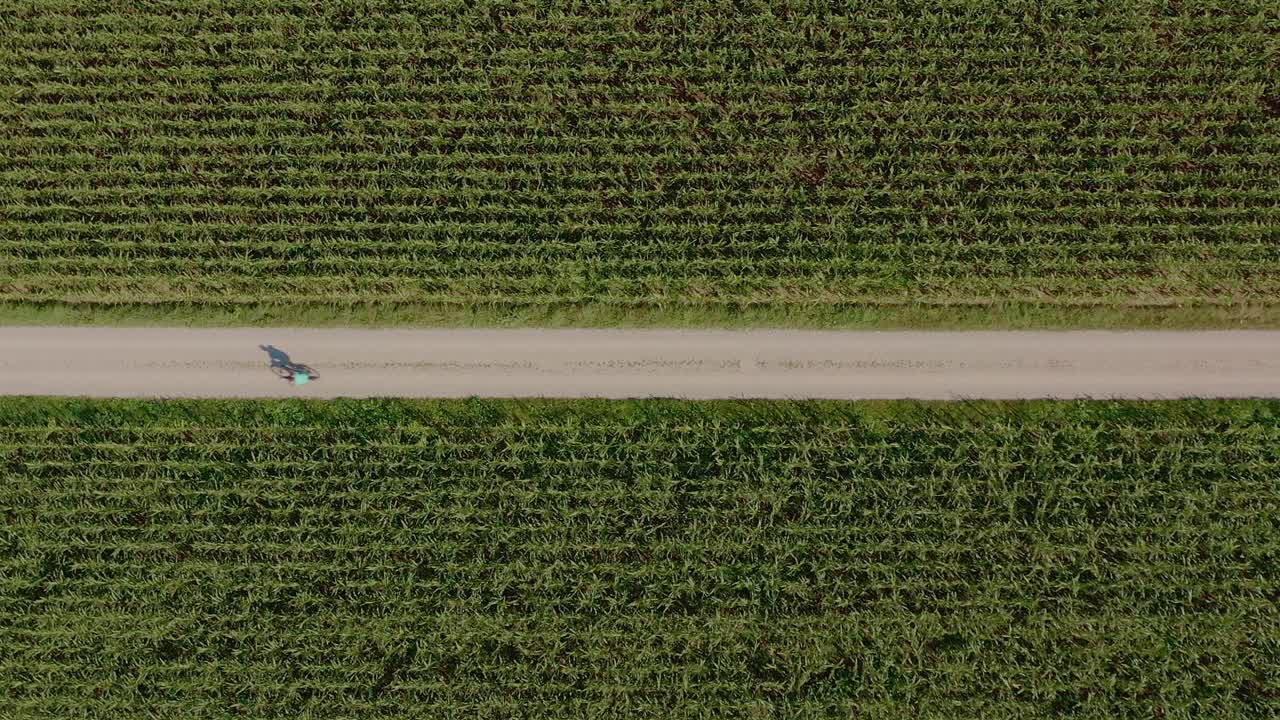 un niño en bicicleta en un día soleado entre campos verdes de maíz con una carretera rural bordeada de simetría en medio de la captura