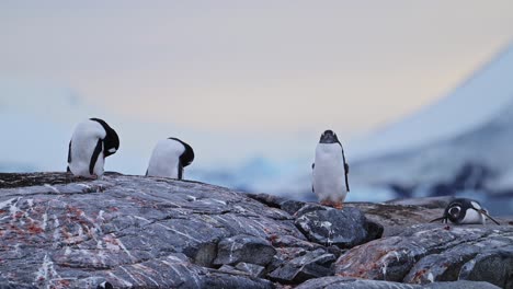 Pingüinos-Al-Atardecer-Sobre-Rocas-En-La-Antártida,-Pingüinos-Papúa,-Vida-Silvestre-De-La-Península-Antártica-Y-Animales-Con-Cielo-Anaranjado-Del-Amanecer-En-Un-Hermoso-Y-Lindo-Tiro-En-ángulo-Bajo-En-Vacaciones-De-Animales-Y-Naturaleza