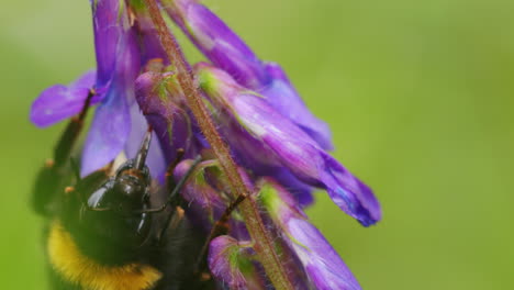 bumblebee looking for nectar with proboscis