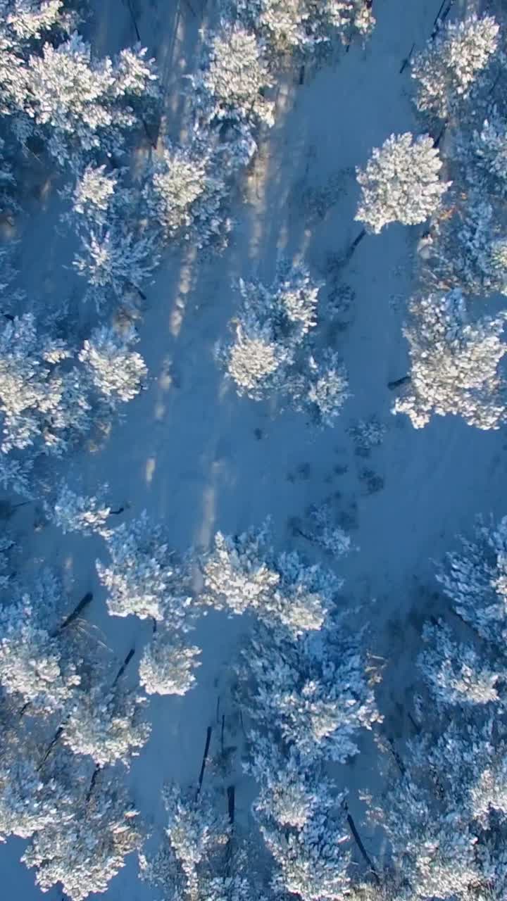 Snedækket granskov set ovenfra