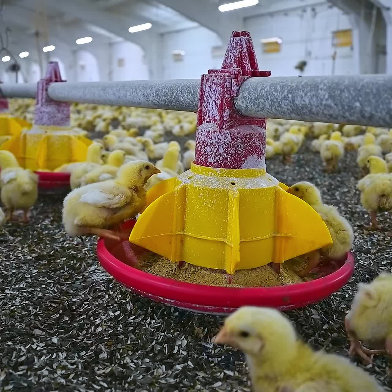 Piccoli polli da carne in una fabbrica moderna. Giovani polli allevati in una fattoria. File di abbeveratoi con mangime per pulcini. Avicoltura.