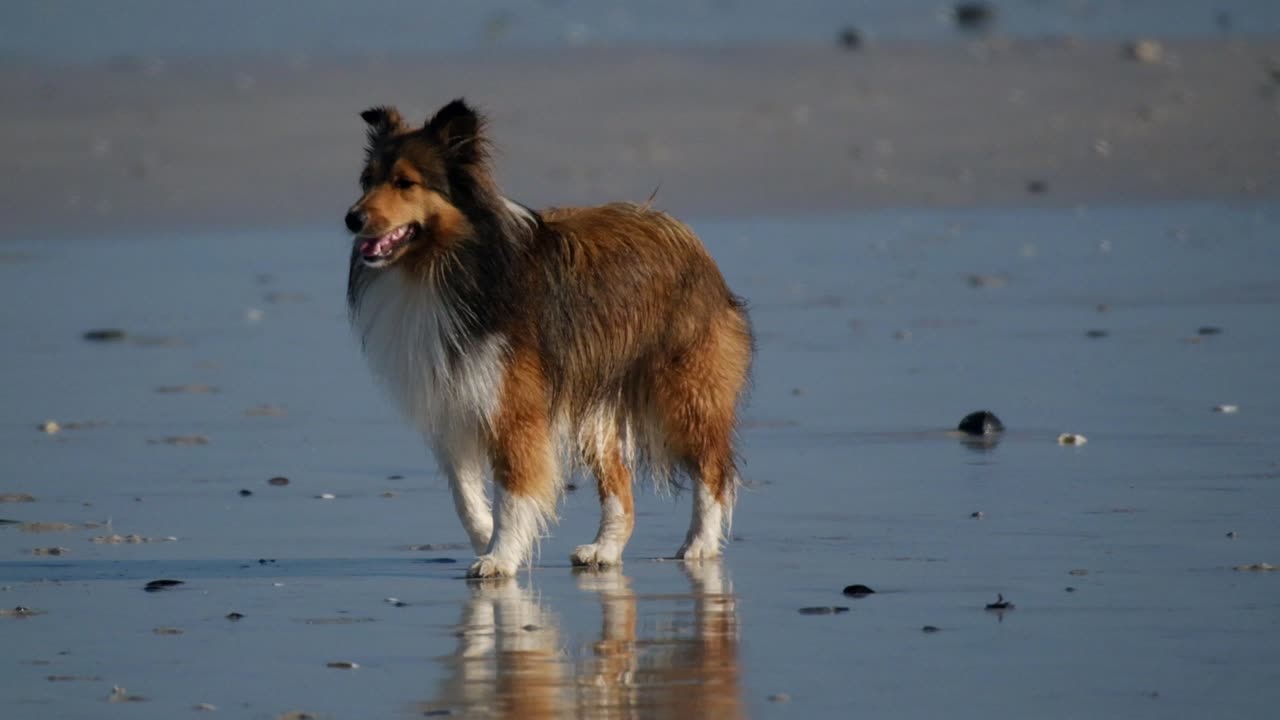 perro collie miniatura en la playa
