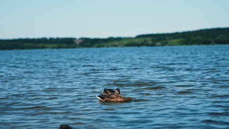 ducks on a lake
